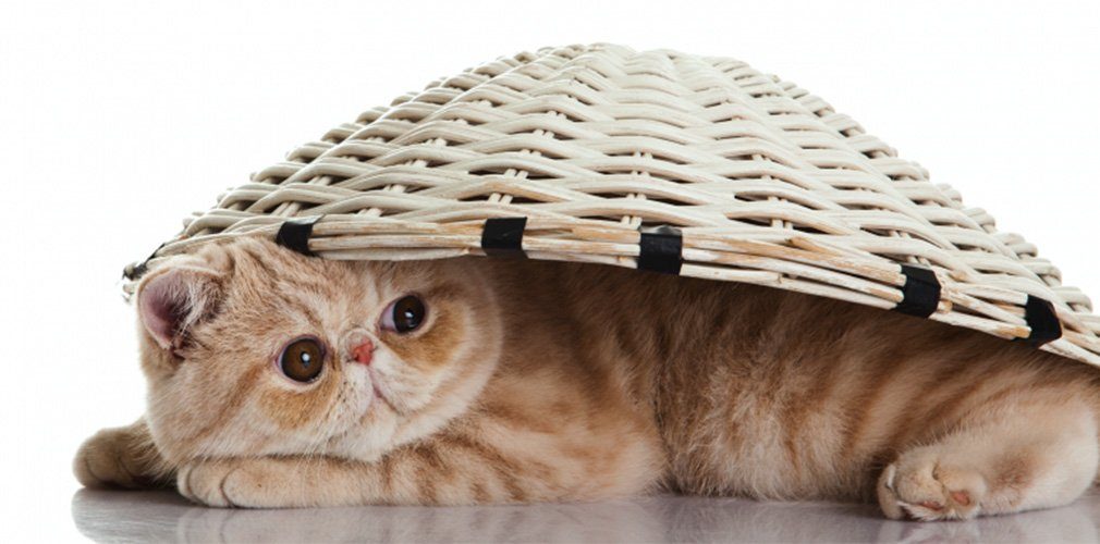 สู่ยุคเฟื่องฟู คุณหนูสัตว์เลี้ยง cover-สู่ยุคเฟื่องฟู คุณหนูสัตว์เลี้ยง